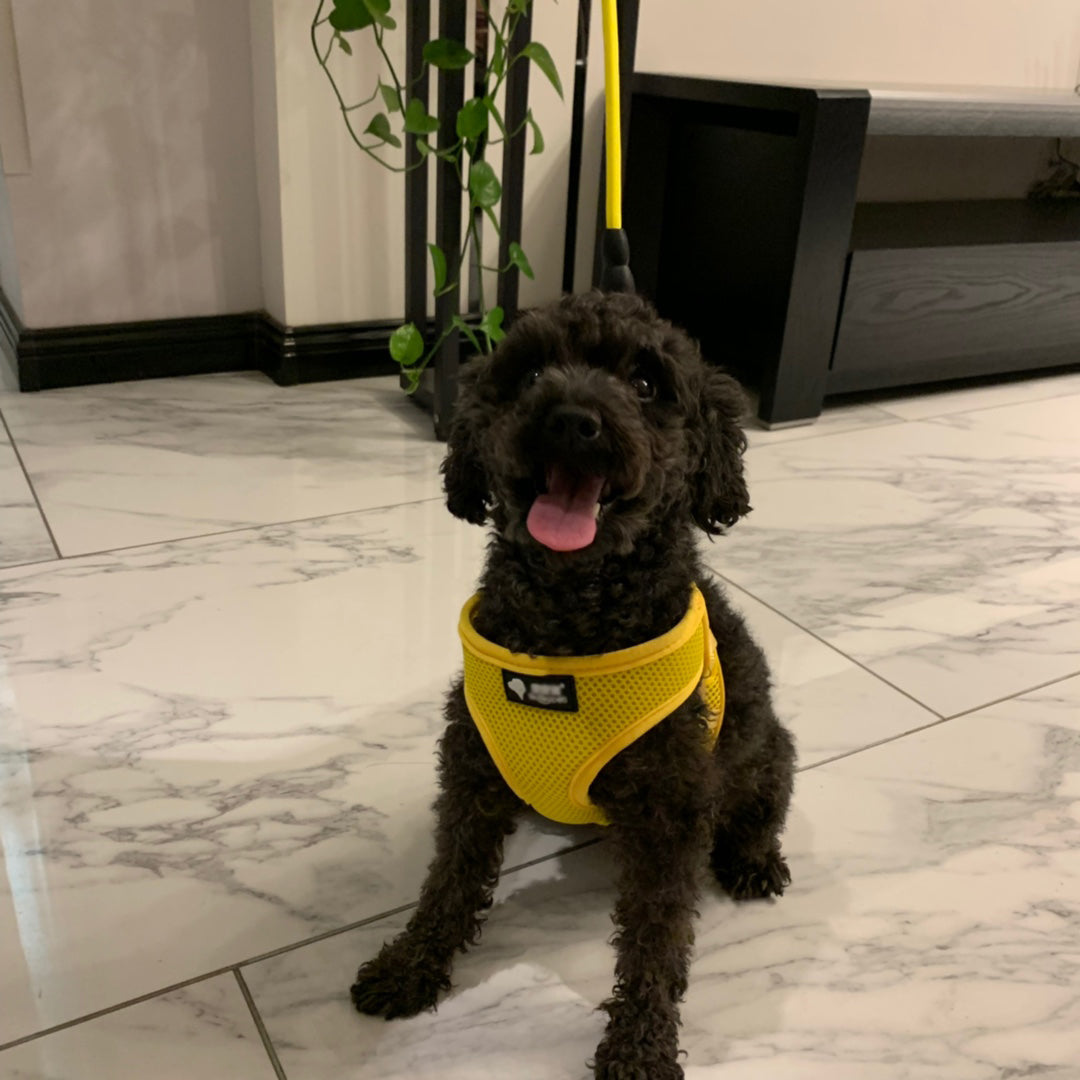 Small dog wearing a matching collar and leash on a walk